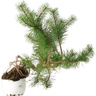  Mario Komsta Pinus sylvestris, 27,5 cm, ± 6 anni