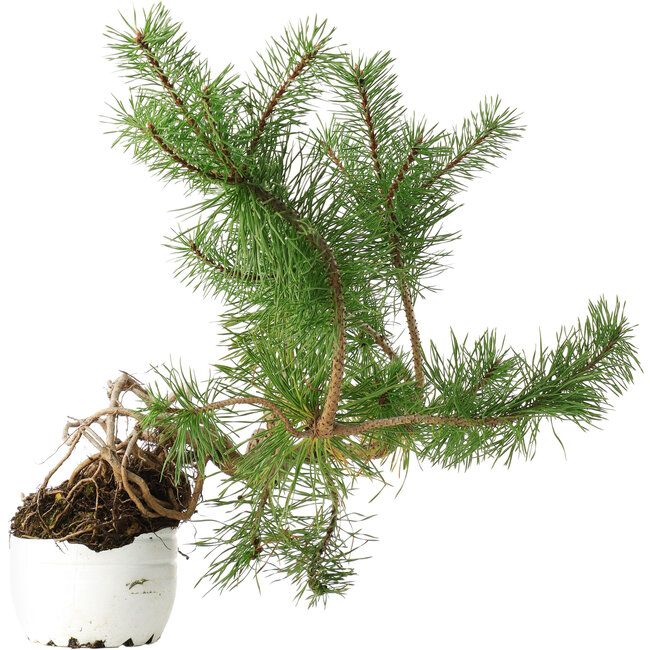 Pinus sylvestris, 27,5 cm, ± 6 años, tallado a mano por Mario Komstra