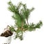 Pinus sylvestris, 27,5 cm, ± 6 jaar oud, met de hand gestyled door Mario Komstra