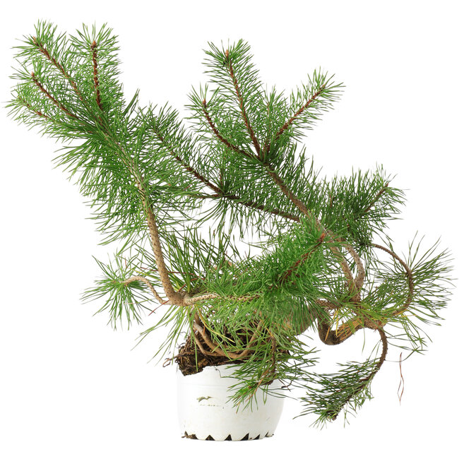 Pinus sylvestris, 27,5 cm, ± 6 anni, coltivato a mano e curato personalmente da Mario Komsta