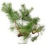 Pinus sylvestris, 27,5 cm, ± 6 jaar oud, met de hand gestyled door Mario Komstra