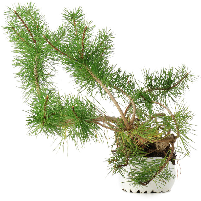 Pinus sylvestris, 27,5 cm, ± 6 jaar oud, met de hand gekweekt en persoonlijk gestyled door Mario Komsta