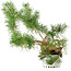 Pinus sylvestris, 27,5 cm, ± 6 years old, hand-styled by Mario Komstra