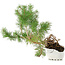 Pinus sylvestris, 27,5 cm, ± 6 jaar oud, met de hand gekweekt en persoonlijk gestyled door Mario Komsta