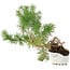 Pinus sylvestris, 27,5 cm, ± 6 jaar oud, met de hand gestyled door Mario Komstra