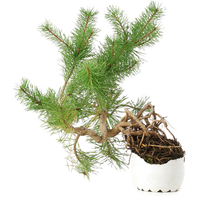Pinus sylvestris, 27,5 cm, ± 6 jaar oud, met de hand gekweekt en persoonlijk gestyled door Mario Komsta