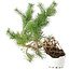 Pinus sylvestris, 27,5 cm, ± 6 jaar oud, met de hand gestyled door Mario Komstra