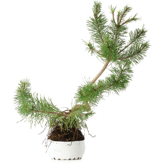 Pinus sylvestris, 37,5 cm, ± 6 jaar oud, met de hand gestyled door Mario Komstra