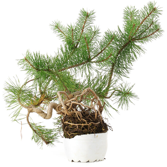 Pinus sylvestris, 27,5 cm, ± 6 years old, hand-grown and styled by Mario Komsta in person