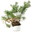 Pinus sylvestris, 27,5 cm, ± 6 anni, stile manuale di Mario Komstra