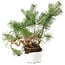 Pinus sylvestris, 27,5 cm, ± 6 jaar oud, met de hand gestyled door Mario Komstra