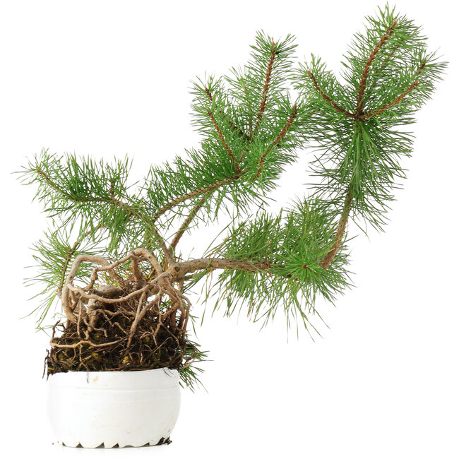 Pinus sylvestris, 27,5 cm, ± 6 jaar oud, met de hand gekweekt en persoonlijk gestyled door Mario Komsta