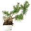 Pinus sylvestris, 27,5 cm, ± 6 anni, stile manuale di Mario Komstra