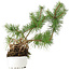 Pinus sylvestris, 27,5 cm, ± 6 jaar oud, met de hand gestyled door Mario Komstra