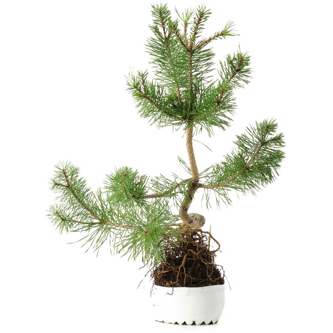 Pinus sylvestris, 37,5 cm, ± 6 years old, exclusively grown and styled by Mario Komsta in person