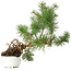 Pinus sylvestris, 27,5 cm, ± 6 años, tallado a mano por Mario Komstra