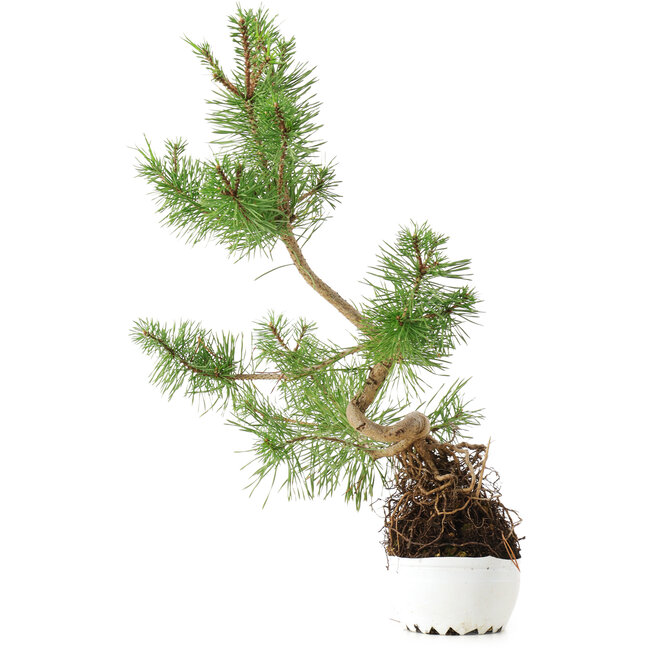 Pinus sylvestris, 37,5 cm, ± 6 Jahre alt, exklusiv gezüchtet und gestaltet von Mario Komsta persönlich