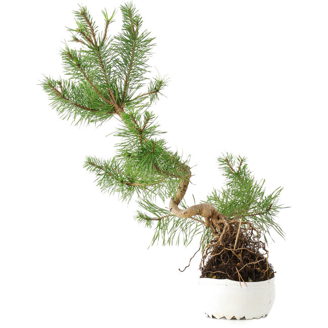 Pinus sylvestris, 37,5 cm, ± 6 Jahre alt, exklusiv gezüchtet und gestaltet von Mario Komsta persönlich