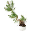 Pinus sylvestris, 37,5 cm, ± 6 jaar oud, met de hand gestyled door Mario Komstra