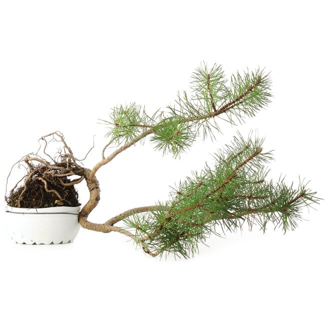 Pinus sylvestris, 28,5 cm, ± 6 jaar oud, met de hand gestyled door Mario Komstra