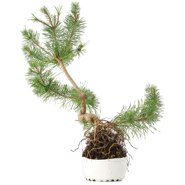 Pinus sylvestris, 37,5 cm, ± 6 Jahre alt, exklusiv gezüchtet und gestaltet von Mario Komsta persönlich
