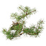 Pinus sylvestris, 28,5 cm, ± 6 jaar oud, met de hand gestyled door Mario Komstra