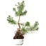 Pinus sylvestris, 37,5 cm, ± 6 jaar oud, met de hand gestyled door Mario Komstra