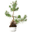 Pinus sylvestris, 37,5 cm, ± 6 years old, hand-styled by Mario Komstra