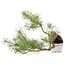 Pinus sylvestris, 28,5 cm, ± 6 jaar oud, met de hand gestyled door Mario Komstra