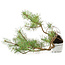 Pinus sylvestris, 28,5 cm, ± 6 years old, hand-styled by Mario Komstra