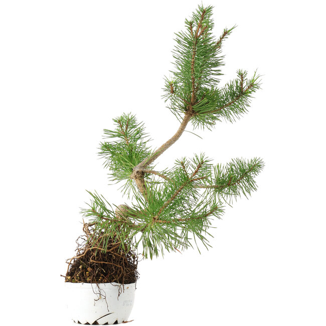 Pinus sylvestris, 37,5 cm, ± 6 años, cultivado y diseñado exclusivamente por Mario Komsta en persona