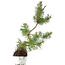 Pinus sylvestris, 37,5 cm, ± 6 jaar oud, met de hand gestyled door Mario Komstra