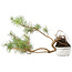 Pinus sylvestris, 28,5 cm, ± 6 jaar oud, met de hand gestyled door Mario Komstra