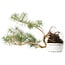 Pinus sylvestris, 28,5 cm, ± 6 jaar oud, met de hand gestyled door Mario Komstra