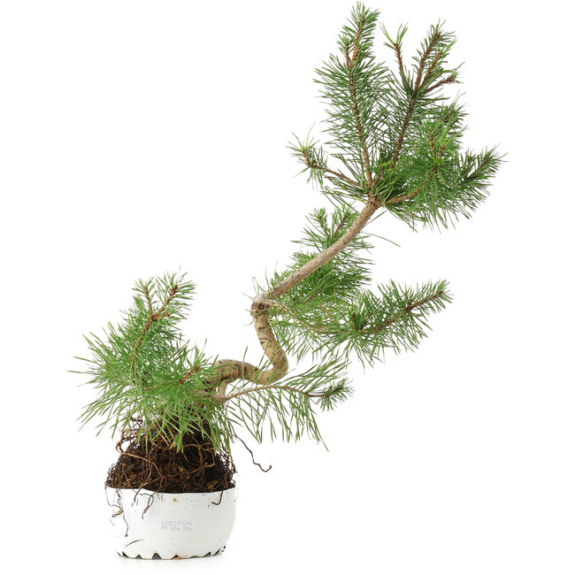 Pinus sylvestris, 37,5 cm, ± 6 Jahre alt, exklusiv gezüchtet und gestaltet von Mario Komsta persönlich