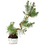 Pinus sylvestris, 37,5 cm, ± 6 years old, hand-styled by Mario Komstra