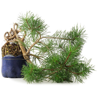  Mario Komsta Pinus sylvestris, 34,5 cm, ± 6 ans