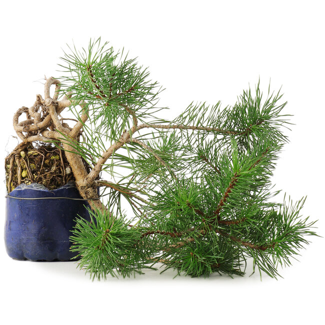 Pinus sylvestris, 34,5 cm, ± 6 jaar oud, met de hand gestyled door Mario Komstra