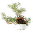 Pinus sylvestris, 28,5 cm, ± 6 jaar oud, met de hand gestyled door Mario Komstra