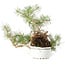 Pinus sylvestris, 28,5 cm, ± 6 years old, hand-styled by Mario Komstra