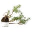 Pinus sylvestris, 28,5 cm, ± 6 jaar oud, met de hand gestyled door Mario Komstra