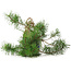 Pinus sylvestris, 34,5 cm, ± 6 jaar oud, met de hand gestyled door Mario Komstra