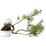 Pinus sylvestris, 28,5 cm, ± 6 jaar oud, met de hand gestyled door Mario Komstra