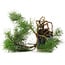 Pinus sylvestris, 34,5 cm, ± 6 jaar oud, met de hand gestyled door Mario Komstra