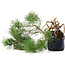 Pinus sylvestris, 34,5 cm, ± 6 jaar oud, met de hand gestyled door Mario Komstra