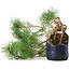 Pinus sylvestris, 34,5 cm, ± 6 jaar oud, met de hand gestyled door Mario Komstra