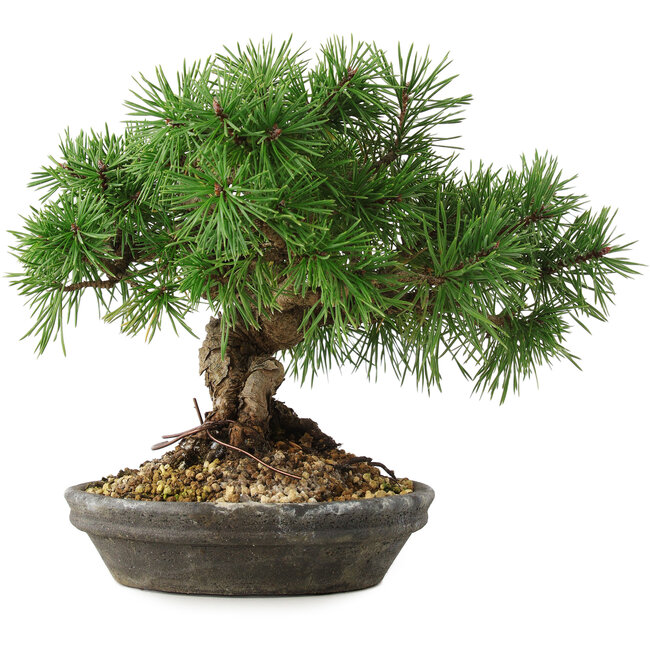 Pinus sylvestris, 19,5 cm, ± 6 años, tallado a mano por Mario Komstra