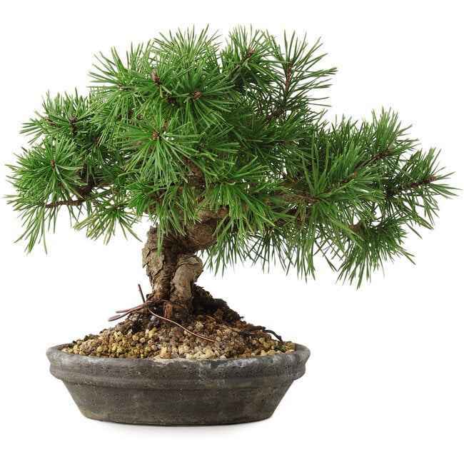 Pinus sylvestris, 19,5 cm, ± 6 Jahre alt, handgestylt von Mario Komstra