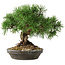 Pinus sylvestris, 19,5 cm, ± 6 jaar oud, met de hand gestyled door Mario Komstra