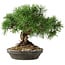 Pinus sylvestris, 19,5 cm, ± 6 years old, hand-styled by Mario Komstra